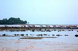 Ciervos de Timor en el parque nacional Baluran, Java