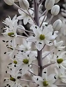 Drimia Maritima