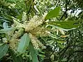 Ramilletes de flores blancas pedrfumadas.