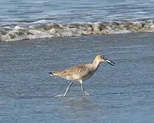 El playero aliblanco (Tringa semipalmata), conocido localmente como pigüilo, abundante en la costa del Pacífico costarricense durante el otoño (de agosto a setiembre) y la primavera (de finales de marzo a finales de mayo). Fotografiado en Manuel Antonio.