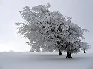 en un árbol