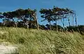 Árboles bandera en Fischland-Darß-Zingst, Alemania