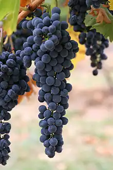 Uvas de vino tinto