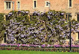 Wisteria sinensis creciendo sobre un muro