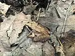 Rana de bosque camuflada entre hojas caídas.