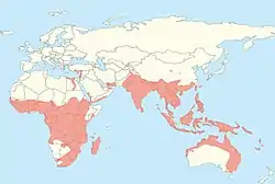 Distribución de los megamurciélagos