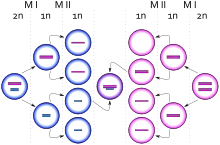 Diagrama que representa el nacimiento de una célula con carotipo XXY debido a un evento de no disyunción en un cromosoma X durante la meiois II femenina. Los círculos azules representan células masculinas y los rosas células femeninas. Las barras azules y rosas representan cromosomas X y Y respectivamente.