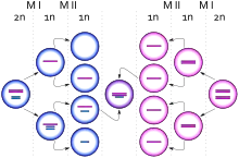 Diagrama representando el nacimiento de una célula con cariotipo XXY debido a un evento de no disyunción de un cromosoma X desde un cromosoma Y durante la meiosis I en el padre. Los círculos azules representan células masculinas y los rosas células femeninas. Las barras azules y rosas representan cromosomas X y Y respectivamente.