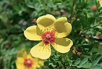 Rosa x Hulthemosa hardii.