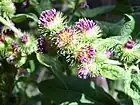 Inflorescencias de Xanthium, una compuesta. Cada inflorescencia de flores violetas está rodeada de un involucro verde. Cada flor madurará en un aquenio, y el involucro los envolverá formando el "bur".