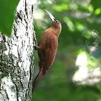 Xiphocolaptes major Great Rufous Woodcreeper