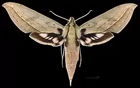Xylophanes anubus ♀