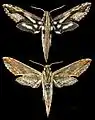 Xylophanes ceratomioides