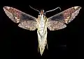 Xylophanes chiron nechus  ♀ △ MHNT