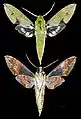 Xylophanes chiron