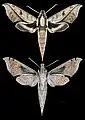 Xylophanes epaphus
