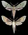Xylophanes fassli