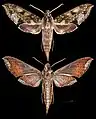 Xylophanes fusimacula'