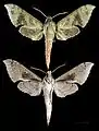 Xylophanes germen