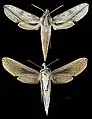 Xylophanes hydrata