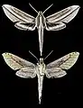 Xylophanes isaon