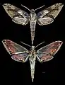 Xylophanes rhodina