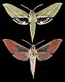 Xylophanes rhodochlora