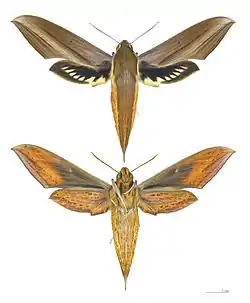 Xylophanes tersa