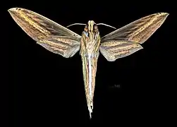 Xylophanes titana ♂  △
