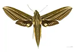 Xylophanes titana   ♀