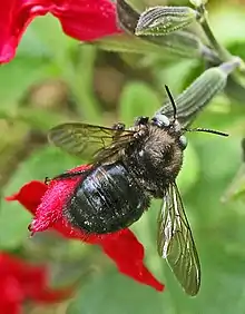 (X. tabaniformis)en Salvia