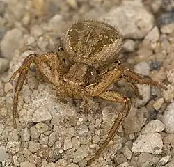 Xysticus kochi, hembra