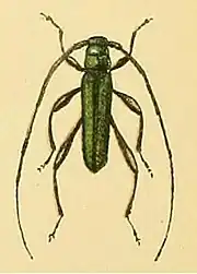 Xystrocera alcyonea