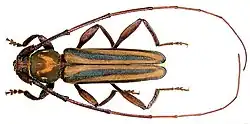 Xystrocera dispar