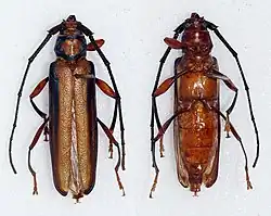 Xystrocera festiva