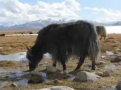 Yak en el lago Karakul