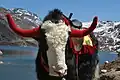 Yak con adornos tradicionales en Sikkim, India.