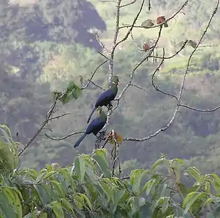 Turaco piquigualdo (Tauraco macrorhynchus)