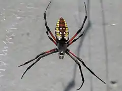 Argiope aurantia