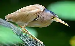 Una garza beige con patas y pico amarillos está encorvada, su cuello está escondido entre las plumas del cuerpo, sobre una malla de alambre sobre el agua.