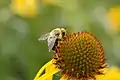 Enfoque de flor con una abeja