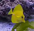 Zebrasoma flavescens