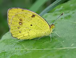 Ixias pyrene