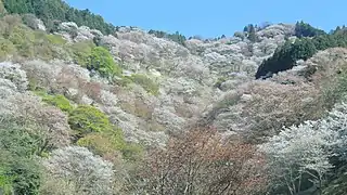 Cerezos en flor