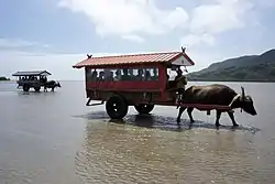 Carromatos de búfalos hacia la isla de Yubu.