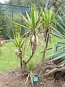 Yucca gigantea