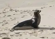 León marino de las Galápagos