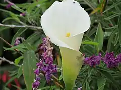 Zantedeschia aethiopica