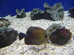 Entre almejas Tridacna en el Aquarium Finisterrae, España