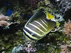 Acuario tropical de Pierrefitte-Nestalas, Hautes-Pyrénées, Francia